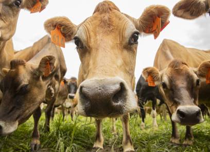 Livestock values for tax purposes, by Jane Macdonald